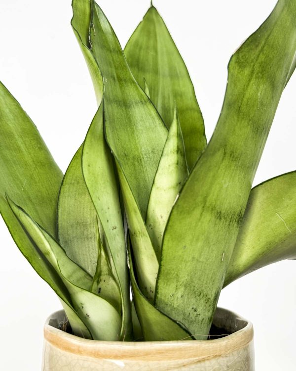 Tchýnin jazyk 'Moonshine' (Sansevieria trifasciata) (S)