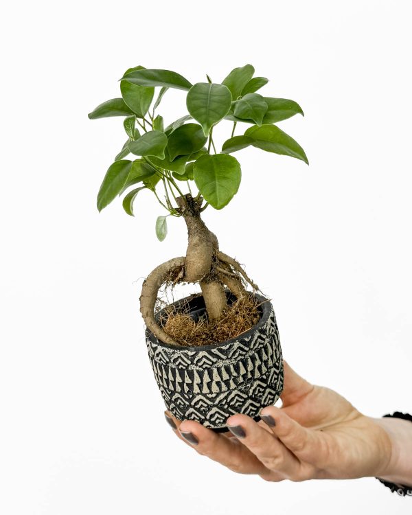 Fíkus 'Ginseng' (Ficus microcarpa) (XS)