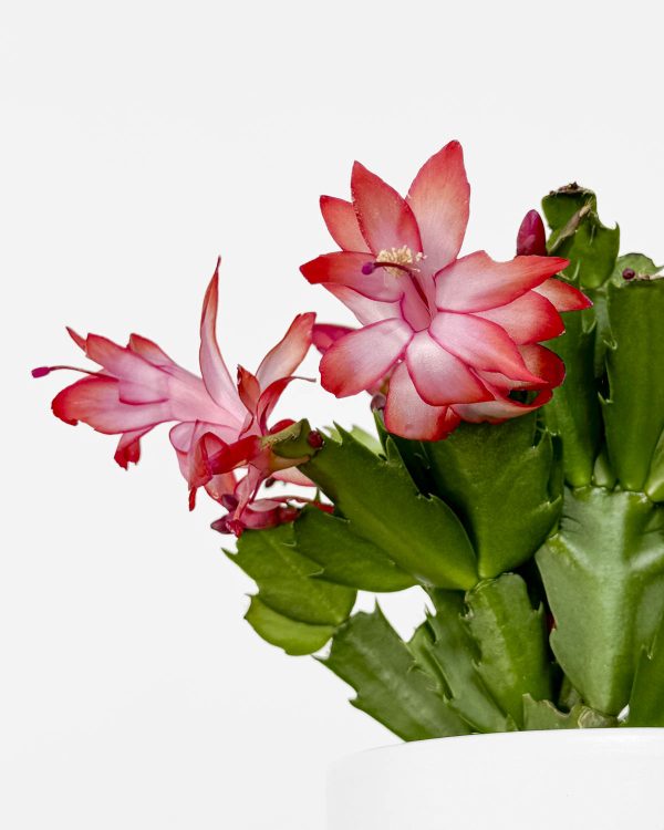 Sváteční kaktus (Schlumbergera truncata ‘Red Flame’) (S)