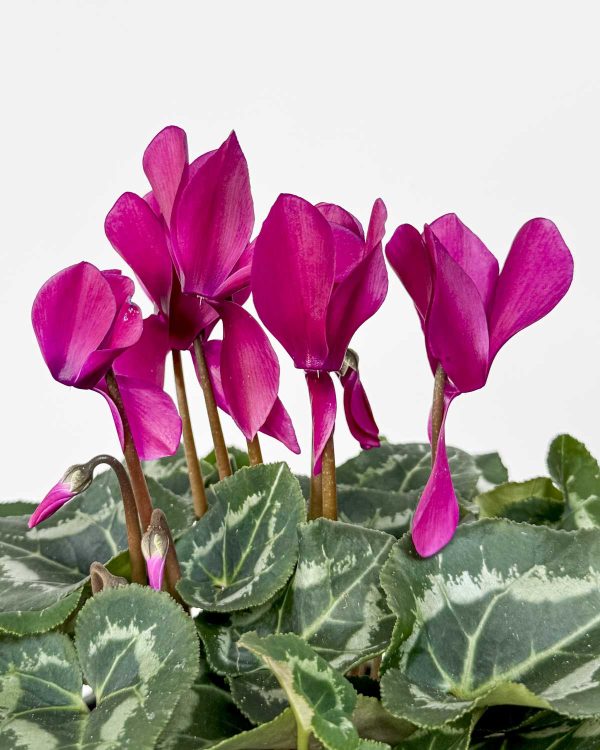 Brambořík perský (Cyclamen persicum 'Allure Dark Violet') (M)