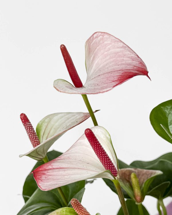 Toulitka Andréova ‘Karma Hotlips’ (Anthurium andraeanum) (L)