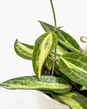Voskovka 'Pot of Gold' (Hoya latifolia) (M)
