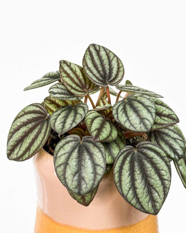 Peperomie 'Piccolo Banda' (Peperomia) (XS)