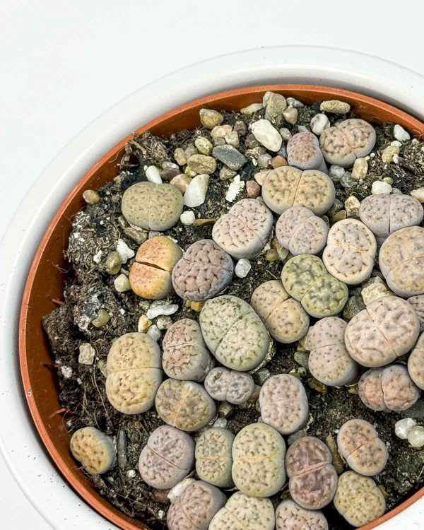 Živé kamínky (Lithops) (S)