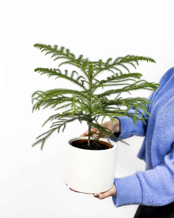 Vánoční pokojový smrk (Araucaria heterophylla) (M)