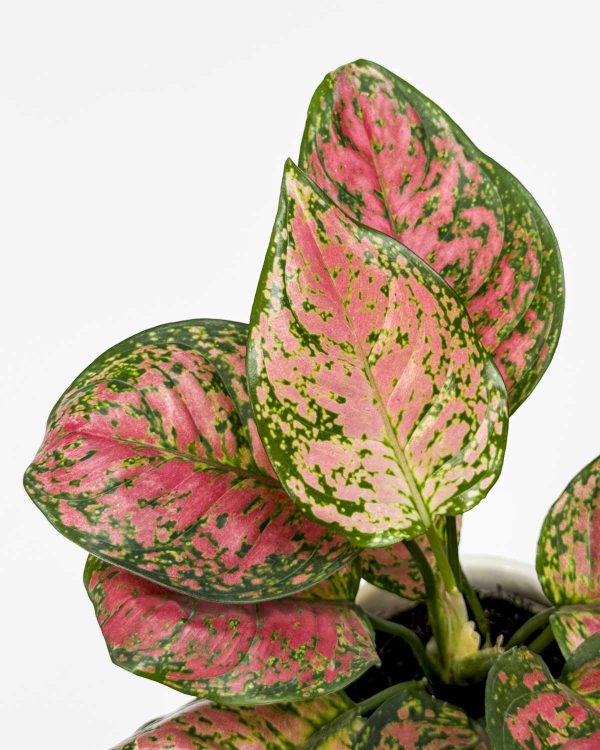 Aglaonema 'Spotted Star' (Aglaonema) (M)