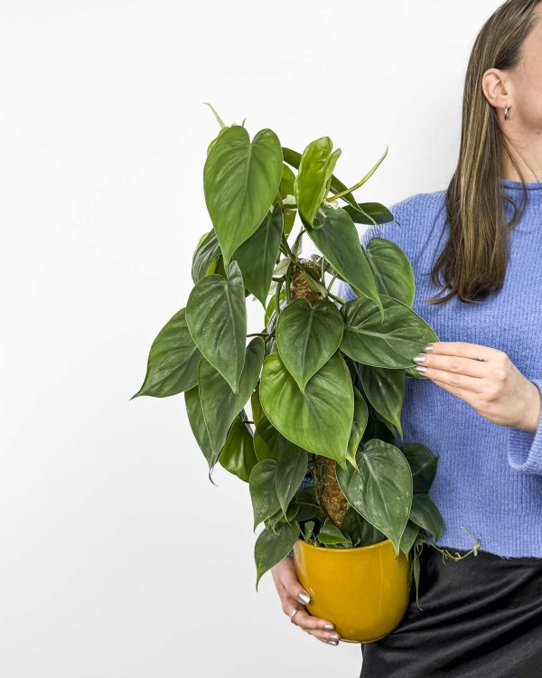 Heartleaf filodendron na opoře (Philodendron scandens) (L)