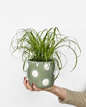 Kočičí tráva (Cyperus alternifolius 'Zumula') (M) - Vypěstováno ve Slovinsku