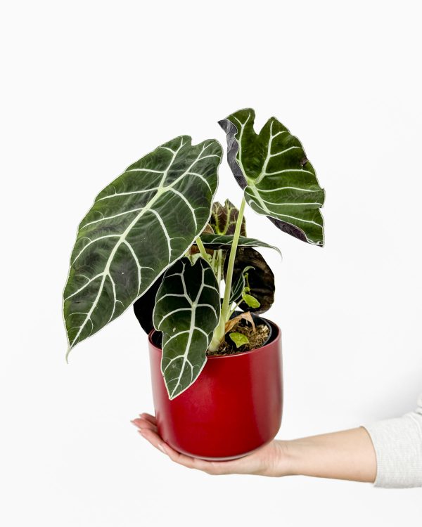 Alokázie 'Watsoniana' (Alocasia longiloba) (M)