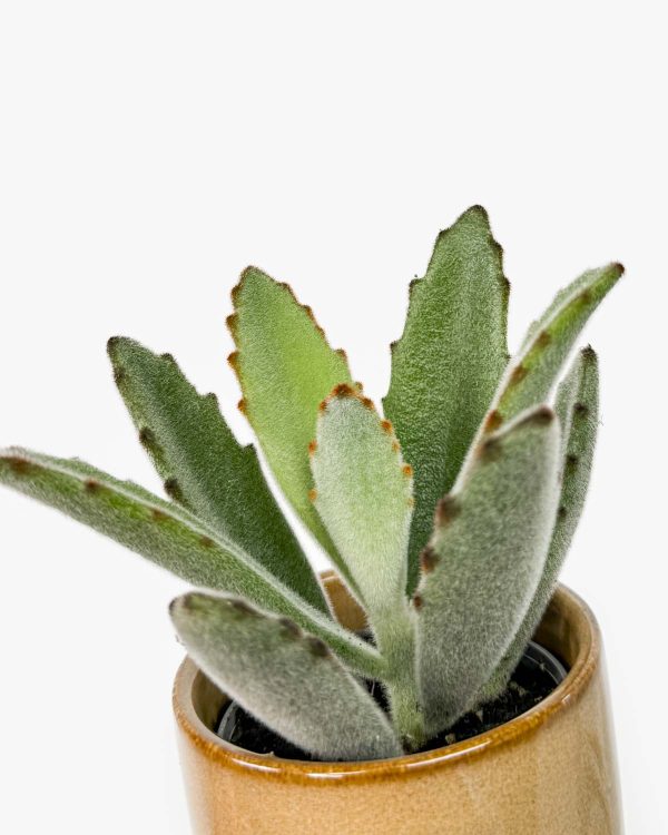 Kalanhoja 'Panda plant' (Kalanchoe tomentosa) (XS)