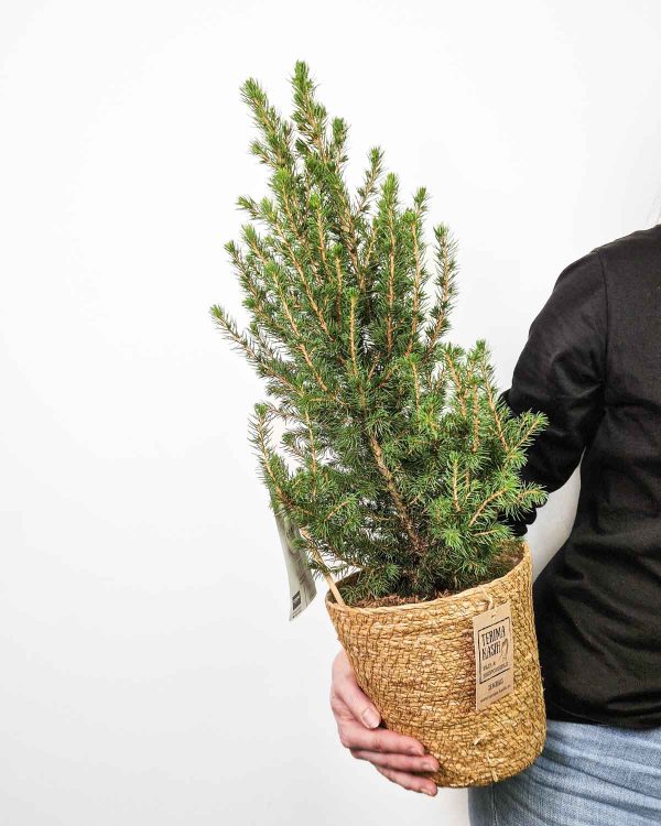 Smrk sivý 'December' v dekorativním košíku (Picea glauca) (L)