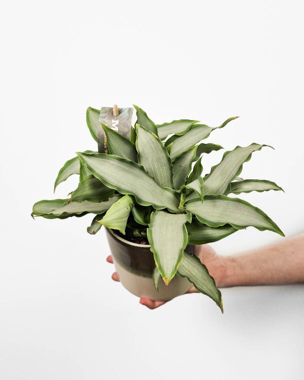 Silver Oyster Plant (Murdannia loriformus 'Bright Star') (M)