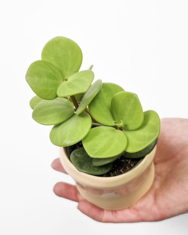 Peperomia tetraphylla 'Hope' (XS)