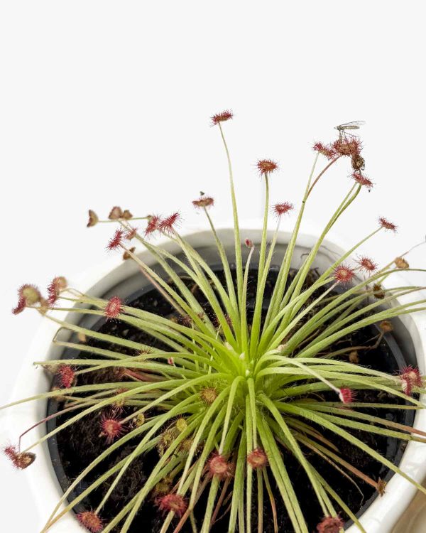 Masožravá rosnatka rozrůstavá (Drosera Paradoxa) (S)