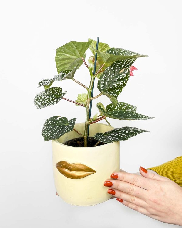 Begonie albopicta 'Silver' (Begonia maculata x olbia) (M)