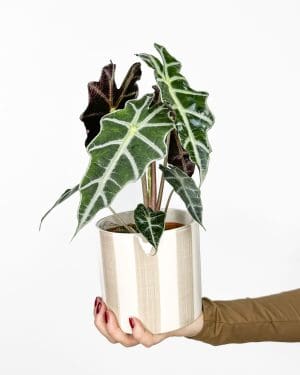 Alokázie 'Polly' (Alocasia amazonica) (M)