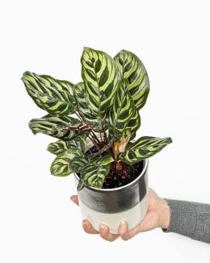 Kalátea makoyana (Calathea) (M)