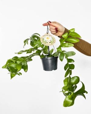 Fernleaf cactus (Epiphyllum chrysocardium) (M)