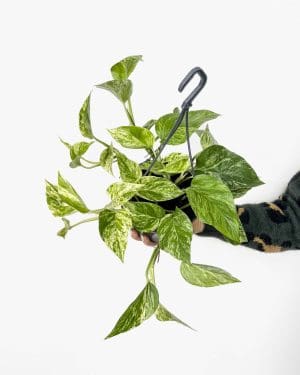 Marble Queen pothos (Epipremnum pinnatum) (L)