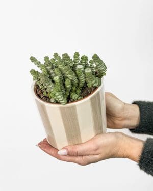 Tlustice 'Hottentot' (Crassula marnieriana) (S)