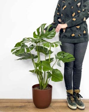 Monstera deliciosa (Monstera) (XXL)