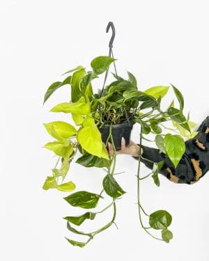 Filodendron-potos mix (Philodendron scandens & Epipremnum Pinatum) (L)