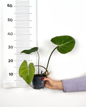 Filodendron gloriosum (Philodendron) (M)