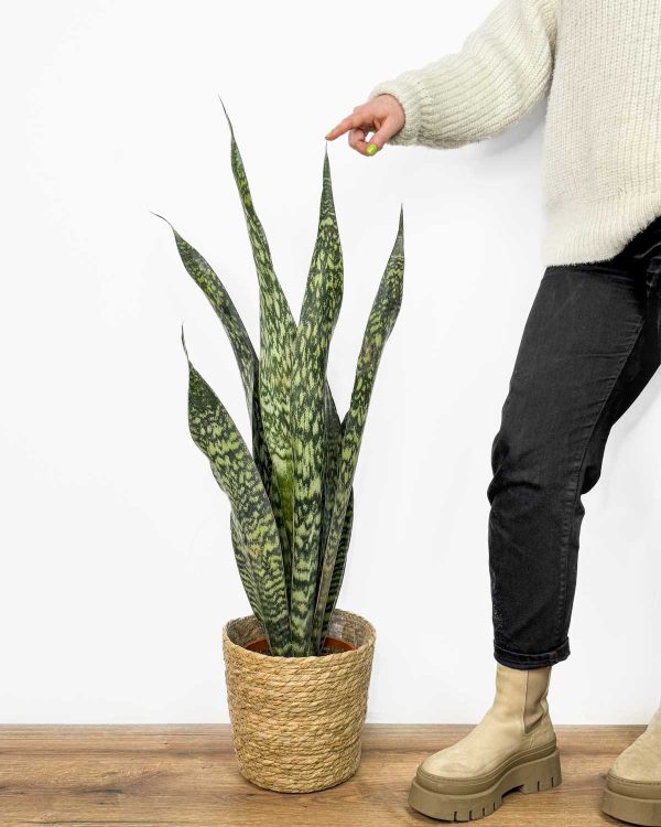 Tchýnin jazyk 'Jamaiquina' (Sansevieria) (XL)