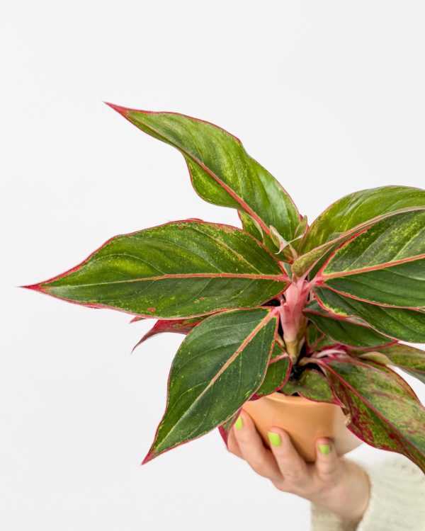 Aglaonema 'Jungle Red' (Aglaonema) (M)