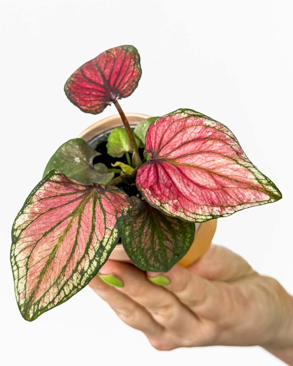 Kaladium 'Lucia' (Caladium) (XS)