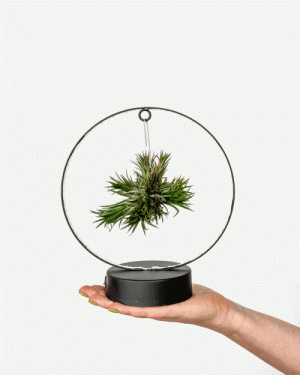 Tillandsie (Tillandsia) na stojanu s LED žárovkami - 2 barvy