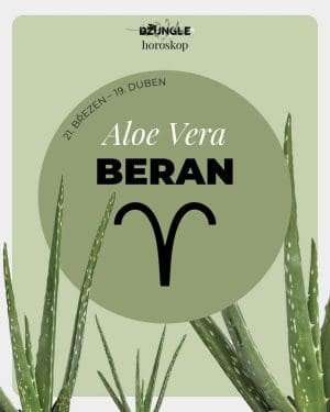 Dárek - Horoskop rostlina: Beran (Aloe Vera)