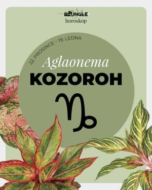 Dárek - Horoskop rostlina: Kozoroh (Aglaonema)