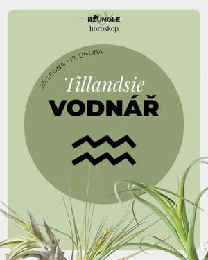Dárek - Horoskop rostlina: Vodnář (vzdušná rostlina)