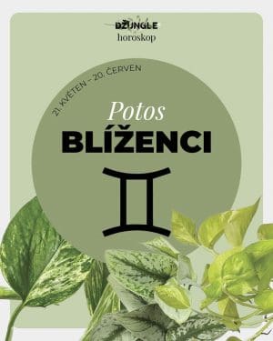 Dárek - Horoskop rostlina: Blíženci (Potos)