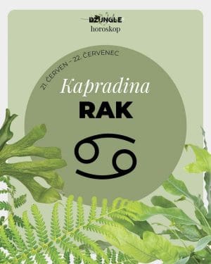Dárek - Horoskop rostlina: Rak (Kapradina)