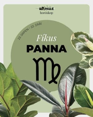 Dárek - Horoskop rostlina: Panna (Fíkus)