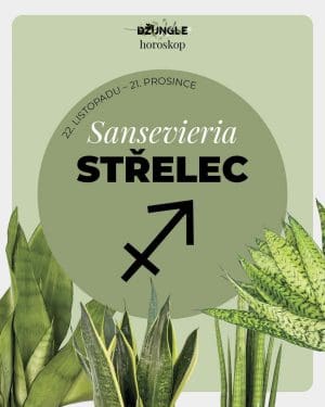 Dárek - Horoskop rostlina: Střelec (Tchýnin jazyk)