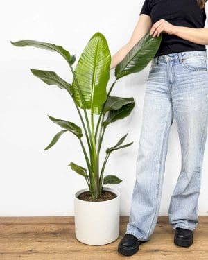 Strelitzia 'Alba' (Strelitzia nicolai) (XL)