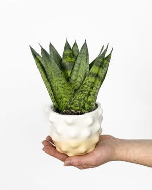 Tchýnin jazyk zeylanica (Sansevieria) (S)