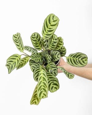 Fishbone Prayer plant (Ctenanthe burle-marxii) (M)