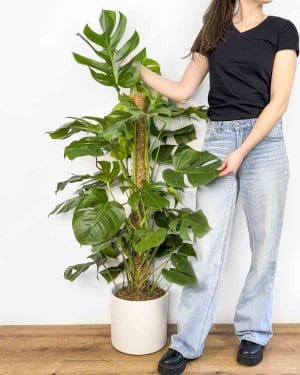Monstera deliciosa s oporou (Monstera) (XXL)