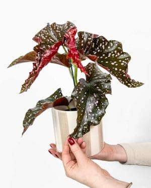 Begonie 'Cracklin' Rosie' (Begonia maculata) (M)