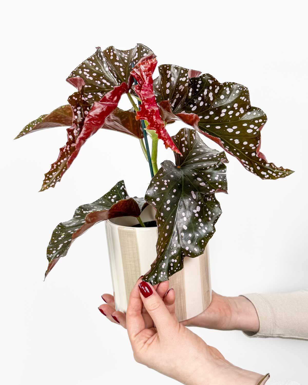 Begonie ‚Cracklin‘ Rosie‘ (Begonia maculata) (M)