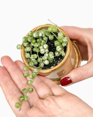 Starček převislý - String of Pearls 'Variegata' (Senecio herreianus) (M)