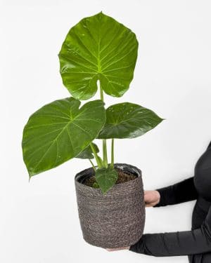 Alokázie 'Sloní ucho' (Alocasia macrorrhiza) (L)