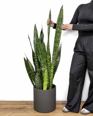 Tchýnin jazyk 'Jamaiquina' (Sansevieria) (XXL)