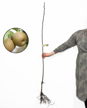 Sazenice Nashi 'Benita' (Pyrus pyrifolia) (kříženec hrušně x nashi)