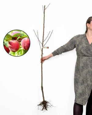 Sazenice Broskev 'Red Haven' (Prunus persica)