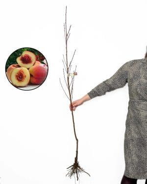 Sazenice Broskvoň 'Benedicte' (Prunus persica) (odolná vůči kadeřavosti)
